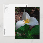 Western Trillium 01 Briefkaart (Voorkant / Achterkant)