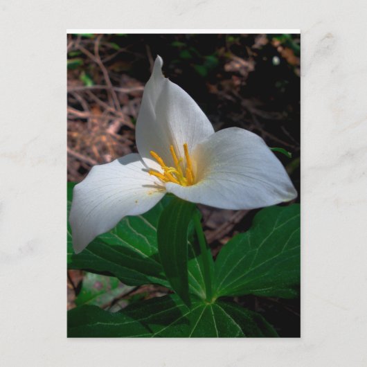 Western Trillium 01 Briefkaart (Voorkant)