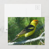 Western uitzicht van de vogelbuurt in Tanager Briefkaart (Voorkant / Achterkant)