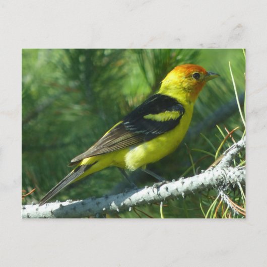 Western uitzicht van de vogelbuurt in Tanager Briefkaart (Voorkant)