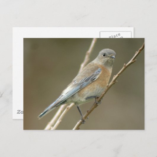 WESTERN VROUW 1 BRIEFKAART (Voorkant / Achterkant)