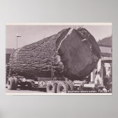Western Washington Fir Log circa 1940 Poster (Voorkant)