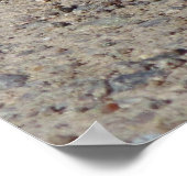 Western Whiptail Poster (Hoek)