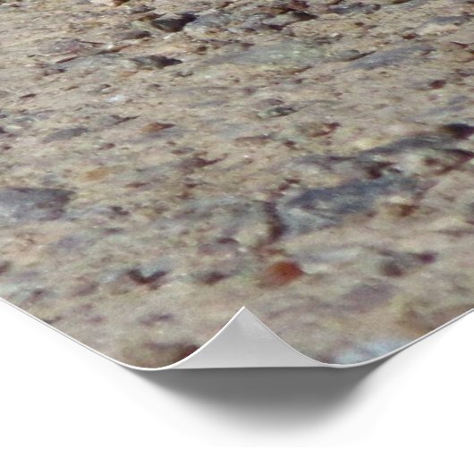 Western Whiptail Poster (Hoek)