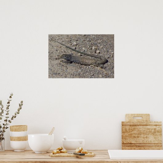 Western Whiptail Poster (Keuken)