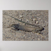 Western Whiptail Poster (Voorkant)