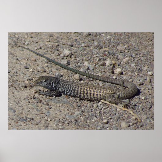 Western Whiptail Poster (Voorkant)