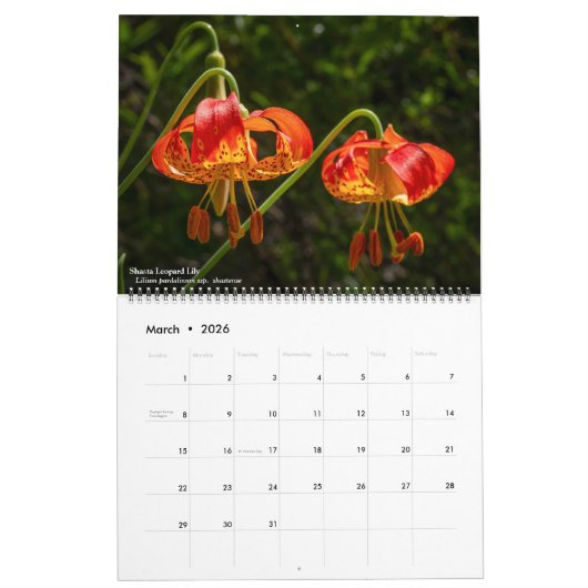 Western Wildflowers 2026 Calendar Kalender (Mar 2026)