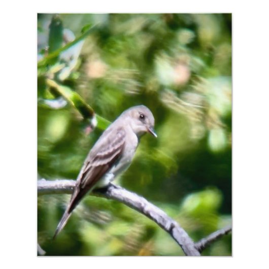 Western Wood Pewee Foto Afdruk (Voorkant)
