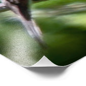 Western Wood Pewee Foto Afdruk (Hoek)