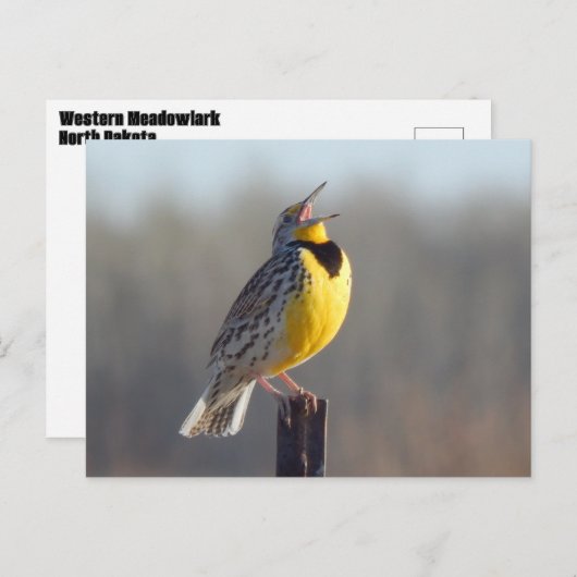 Westerne beemdgroeve in North Dakota Briefkaart (Voorkant / Achterkant)