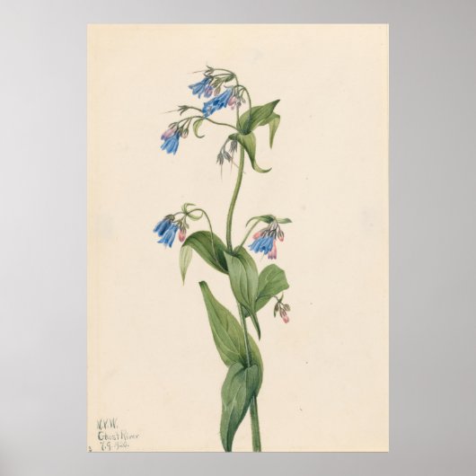 Westerne blauwe plekken (Mertensia paniculata) Poster (Voorkant)