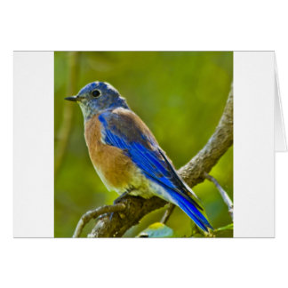 Westerne blauwvogel