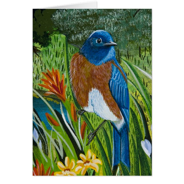 Westerne blauwvogel (Voorkant)