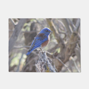Westerne blauwvogel deurmat