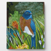 Westerne blauwvogel fotoplaat (Voorkant)