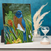 Westerne blauwvogel fotoplaat (Zijkant)