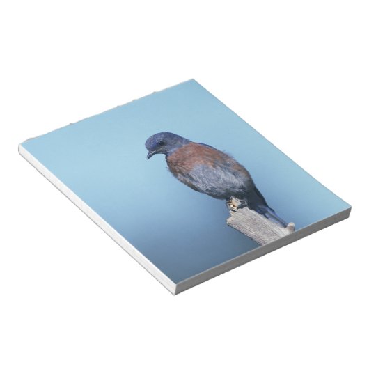 Westerne blauwvogel notitieblok (Schuin)