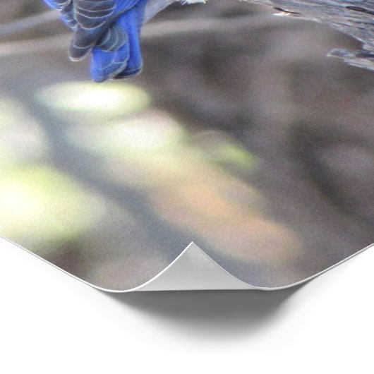 Westerne blauwvogel poster (Hoek)