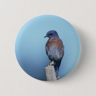 Westerne blauwvogel ronde button 5,7 cm