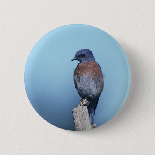 Westerne blauwvogel ronde button 5,7 cm (Voorkant)