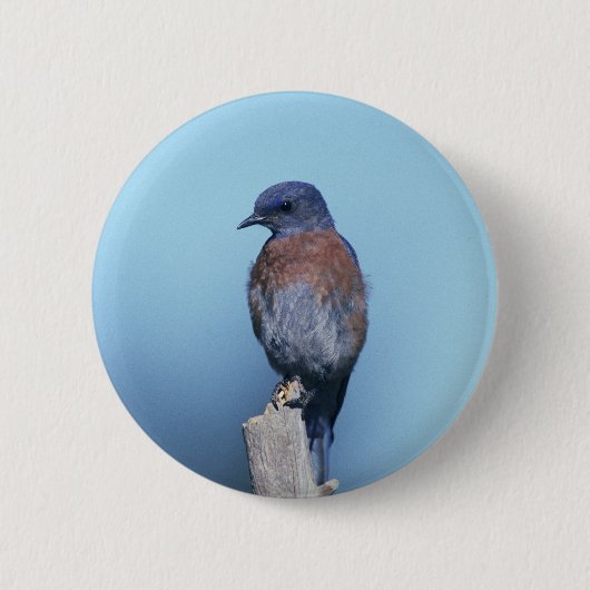 Westerne blauwvogel ronde button 5,7 cm (Voorkant)