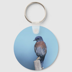 Westerne blauwvogel sleutelhanger