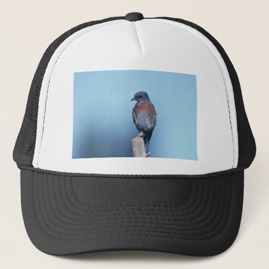 Westerne blauwvogel trucker pet (Voorkant)