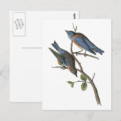 Westerne blauwvogel van Audubon Briefkaart (Voorkant / Achterkant)