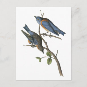 Westerne blauwvogel van Audubon Briefkaart