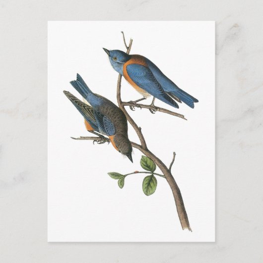 Westerne blauwvogel van Audubon Briefkaart (Voorkant)