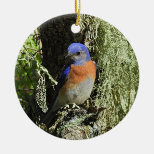 Westerne blauwvogel, wilde dieren, ornament