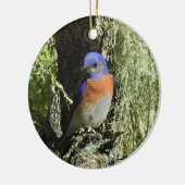 Westerne blauwvogel, wilde dieren, ornament (Links)