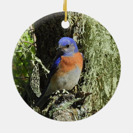 Westerne blauwvogel, wilde dieren, ornament (Achterkant)