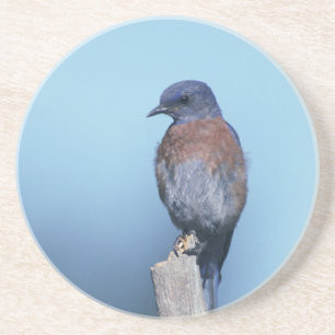 Westerne blauwvogel zandsteen onderzetter