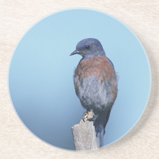 Westerne blauwvogel zandsteen onderzetter (Voorkant)