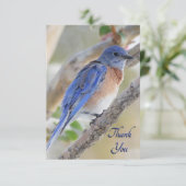 Westerne Bluebird Hartelijk dank Bedankkaart (Staand voorkant)