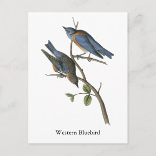 Westerne Bluebird, John Audubon Briefkaart