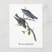 Westerne Bluebird, John Audubon Briefkaart (Voorkant)