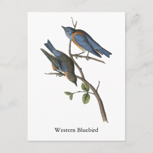 Westerne Bluebird, John Audubon Briefkaart (Voorkant)