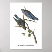 Westerne Bluebird, John Audubon Poster (Voorkant)