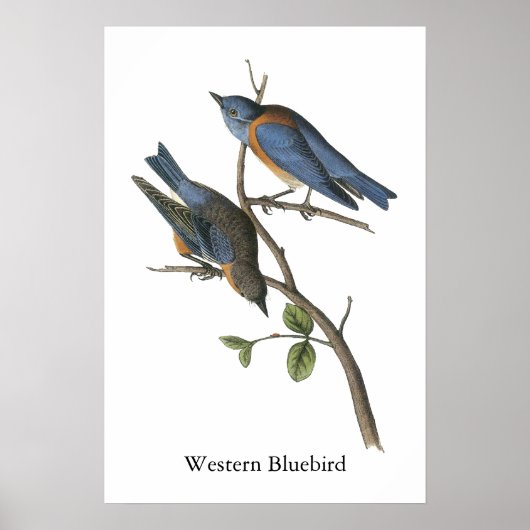 Westerne Bluebird, John Audubon Poster (Voorkant)