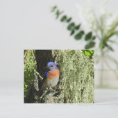 Westerne Bluebird, wildlife, briefkaart (Staand voorkant)