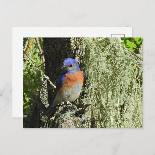 Westerne Bluebird, wildlife, briefkaart (Voorkant / Achterkant)