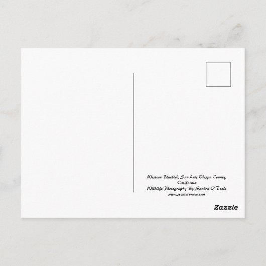 Westerne Bluebird, wildlife, briefkaart (Achterkant)