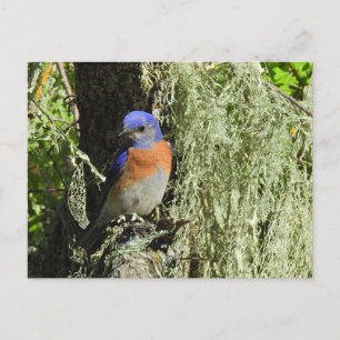 Westerne Bluebird, wildlife, briefkaart
