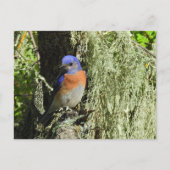 Westerne Bluebird, wildlife, briefkaart (Voorkant)