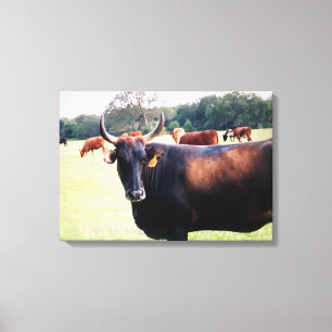 Westerne Bull Koe in veld grazing verpakt canvas Afdruk