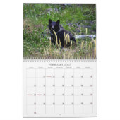 Westerne Canadese Grizzly-Beren Kalender (Feb 2027)