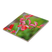 Westerne Choke Cherry (Prunus Virginiana) in de He Tegeltje (Zijkant)